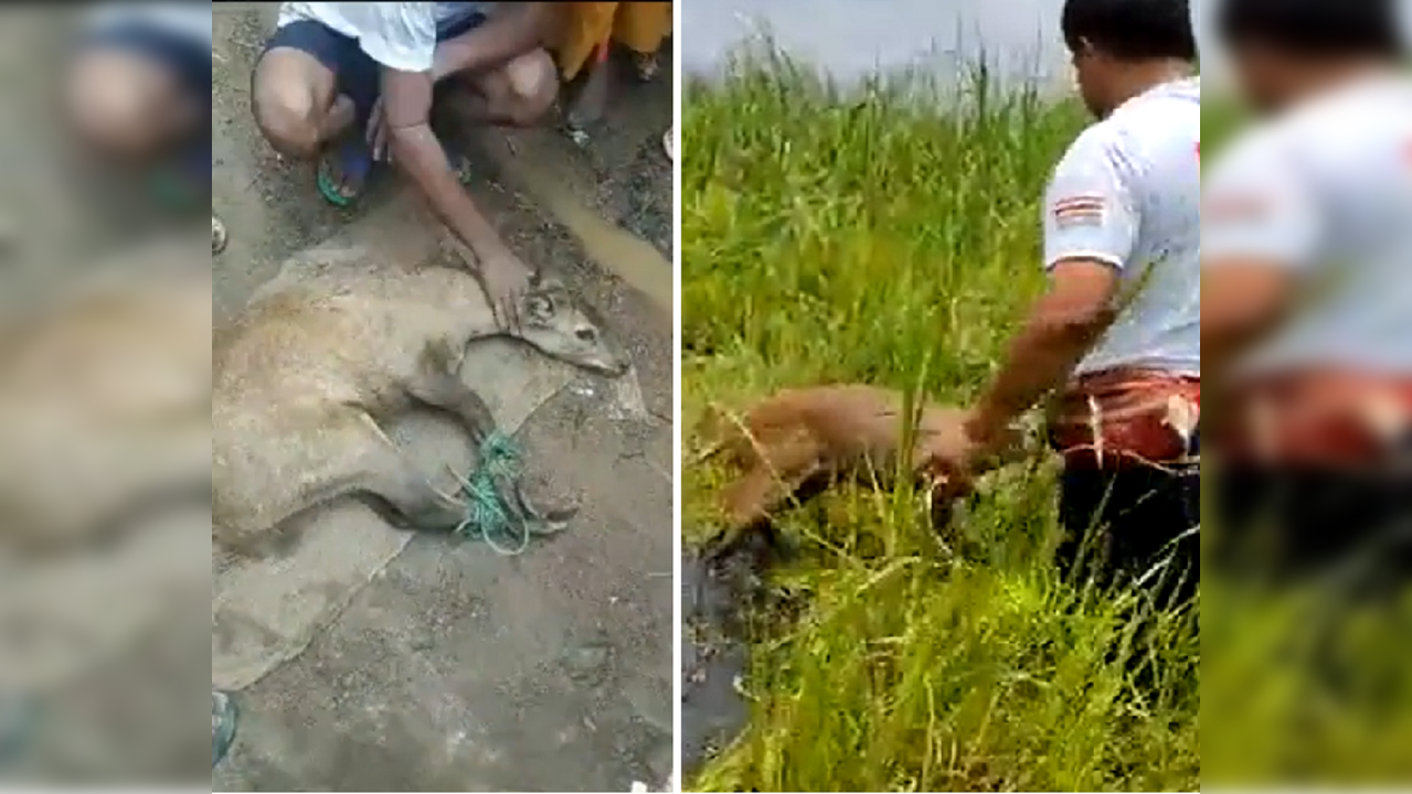 Manipuri villagers rescue sangai deer