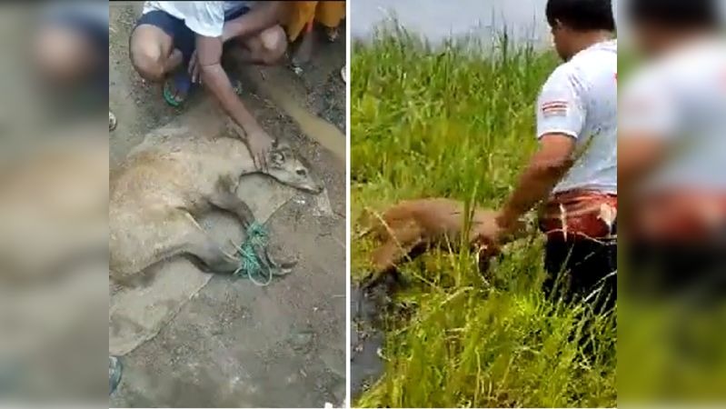 Manipuri villagers rescue sangai deer