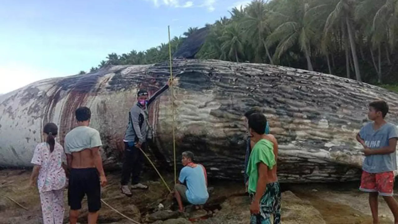 sperm-whale-in-philippines