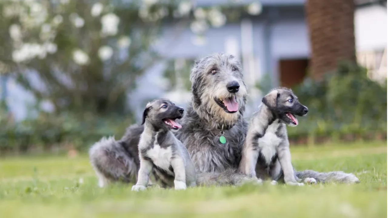 Identical twin dogs