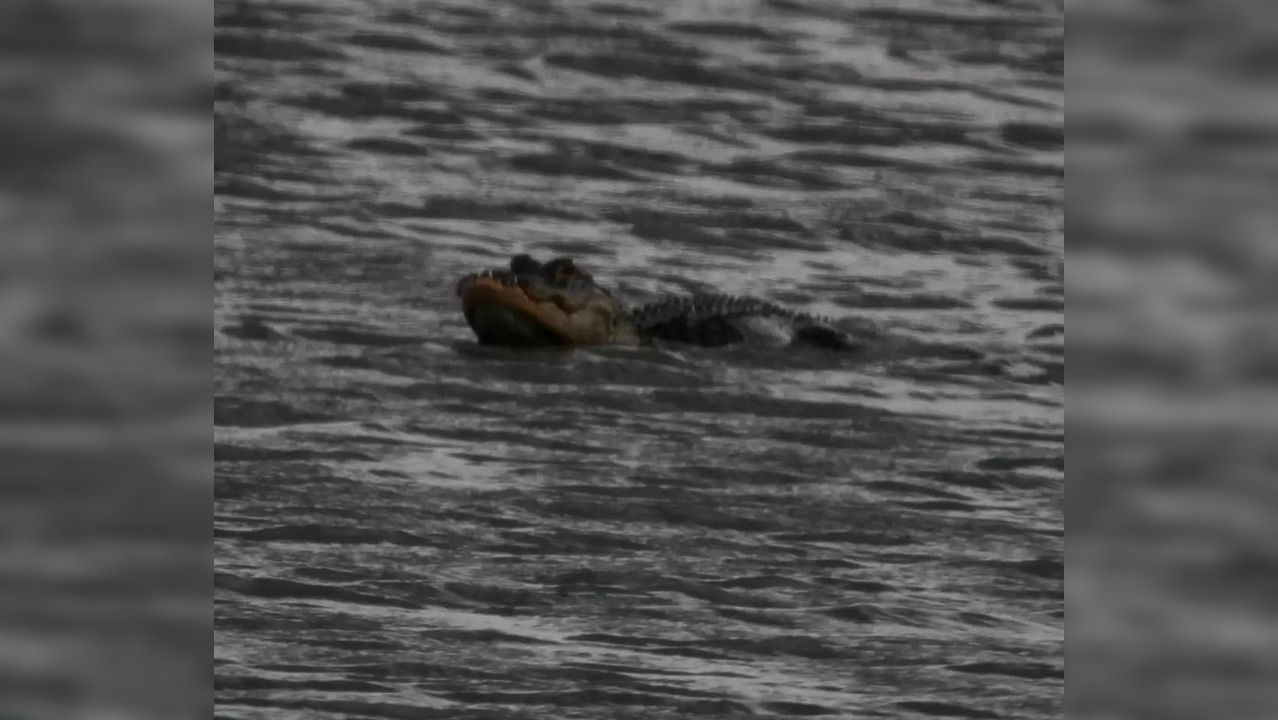 Bizarre-looking alligator missing top half of its snout