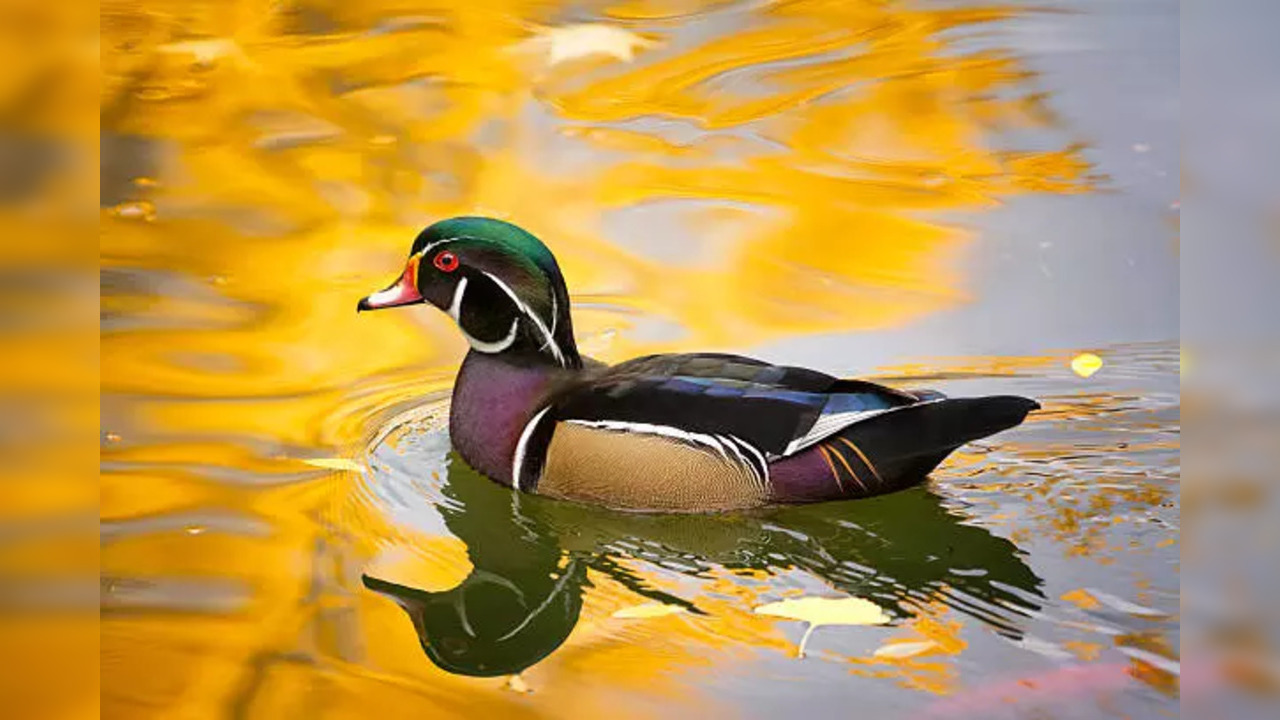 istockphoto-wood duck