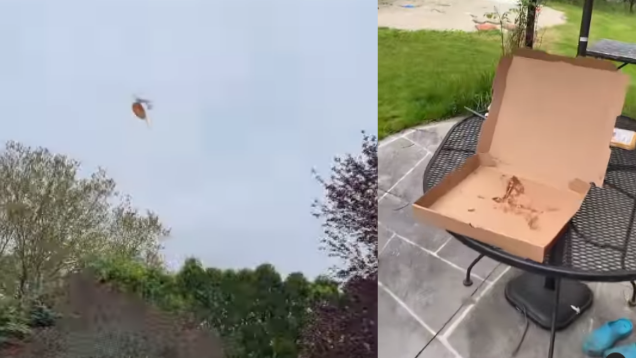 Seagull flies away with woman's pizza