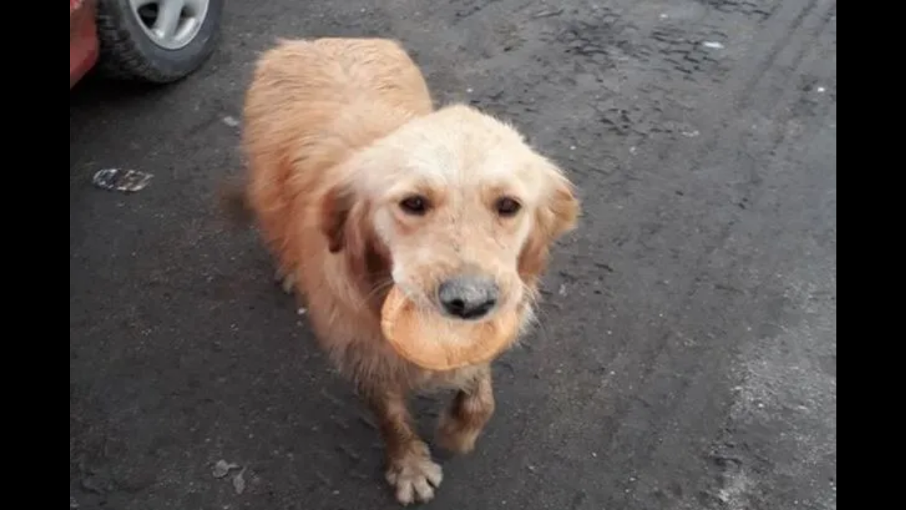 Homeless dog wandering with bread in mouth so she doesn't starve on the streets