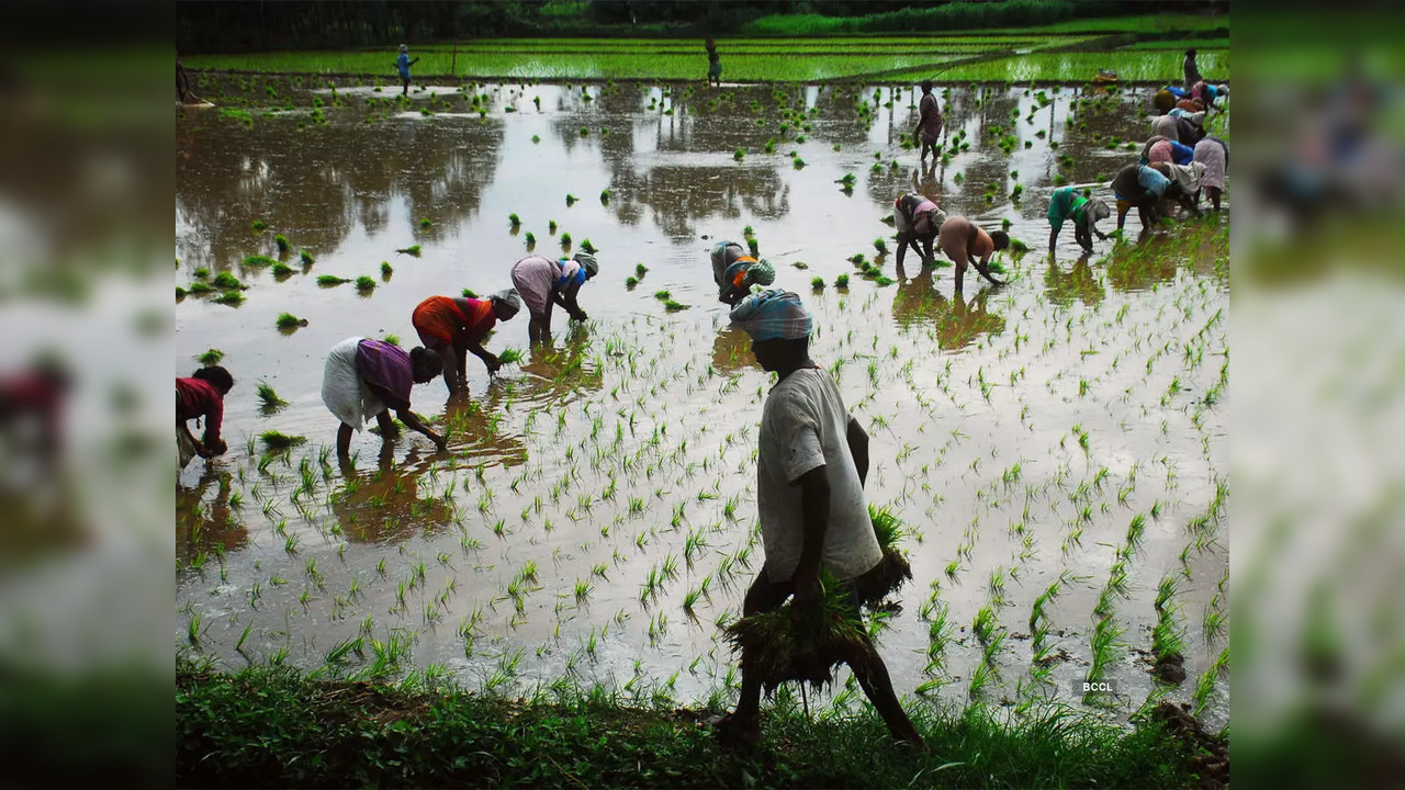 In FY22, India exported $6.115 billion of non-Basmati rice.