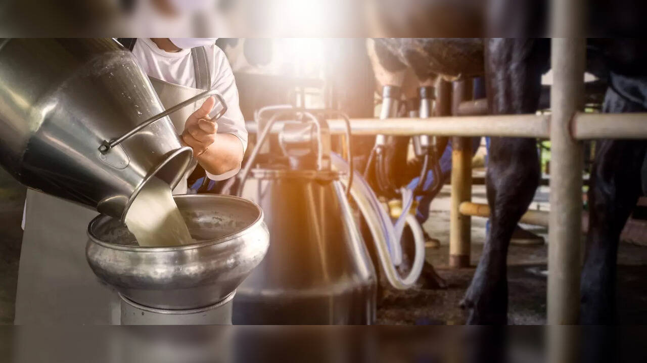 Firozabad Ghee and milk samples fail lab test, animal fat and