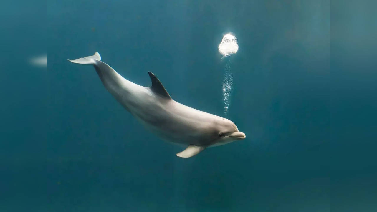 Bottlenose dolphins identify each other through the taste of urine