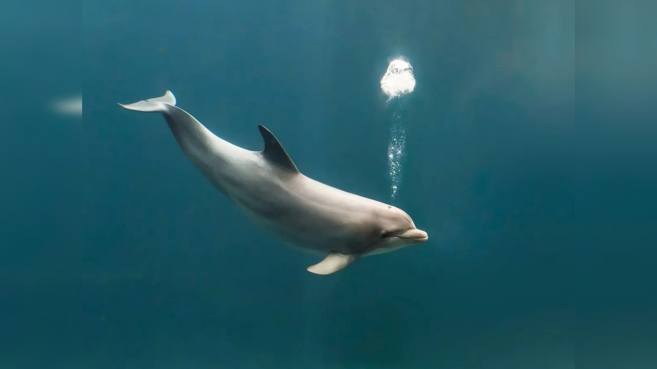 Bottlenose dolphins identify each other through the taste of urine