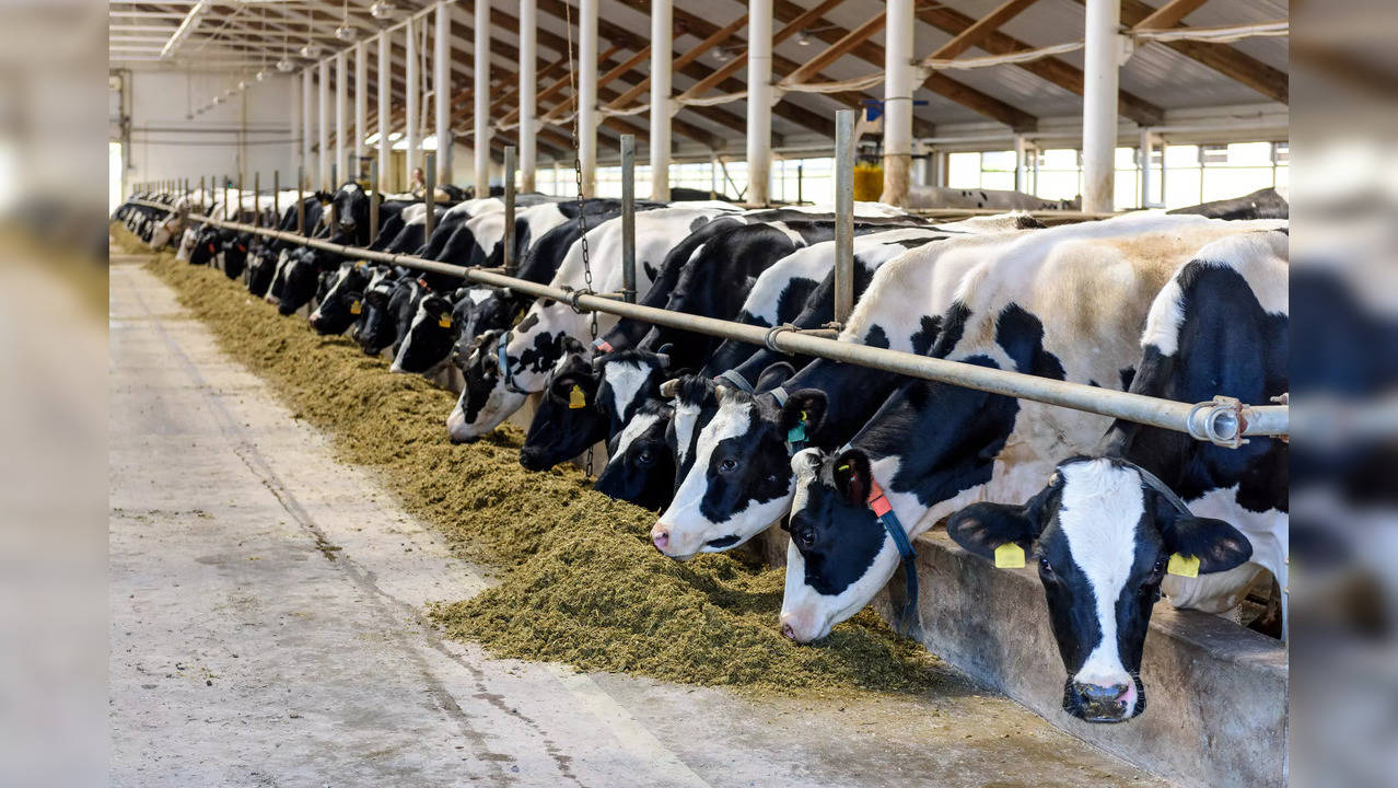 Consecutive double-digit revenue growth for dairies this fiscal: Report ...