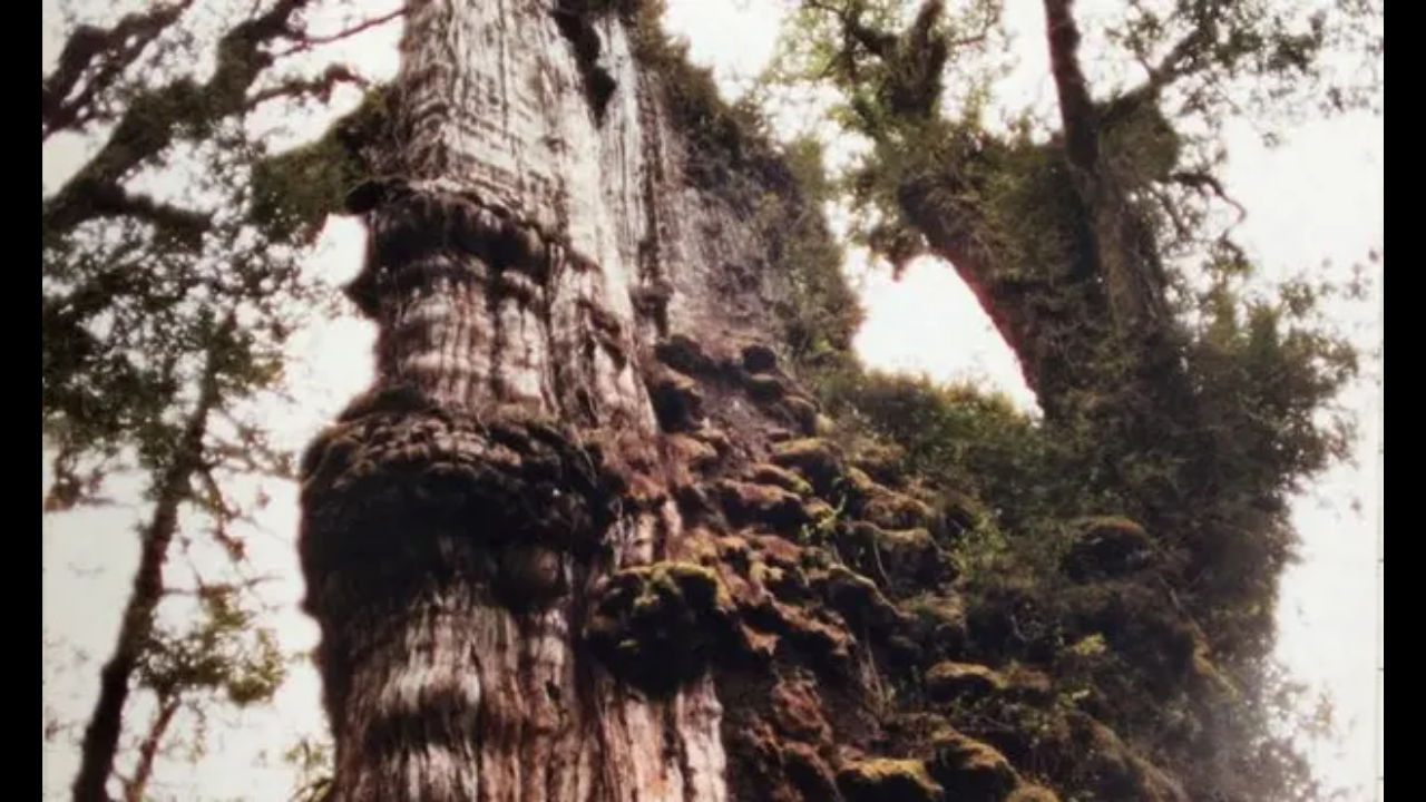 Ancient cypress in Chile