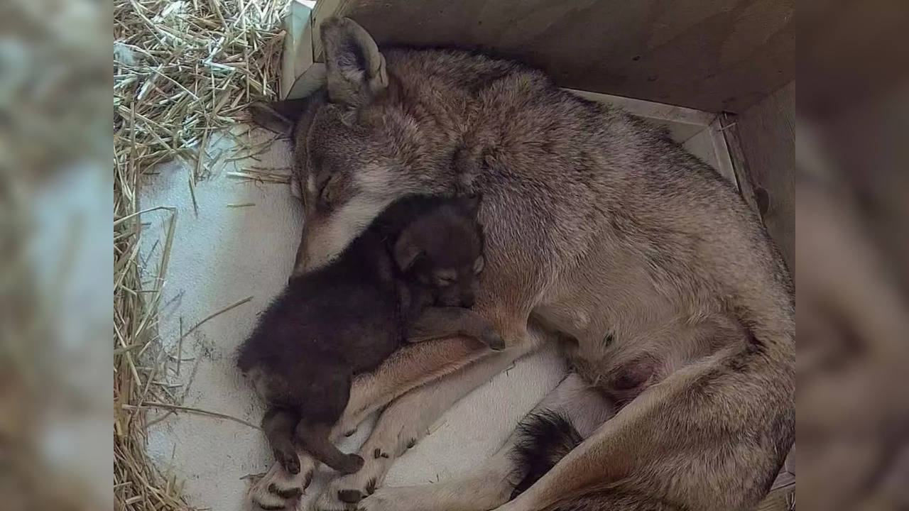 Red Wolf pup born at Rhode Island zoo | Image courtesy: Twitter/@RWPZoo