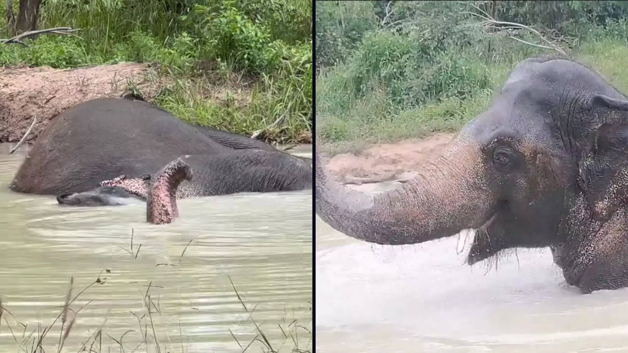 Kaavan, dubbed the 'world's loneliest elephant' now living his best life in CWS | Image courtesy: Instagram/@savelephantfoundation (left); @cambodiawildlifesanctuary (right)