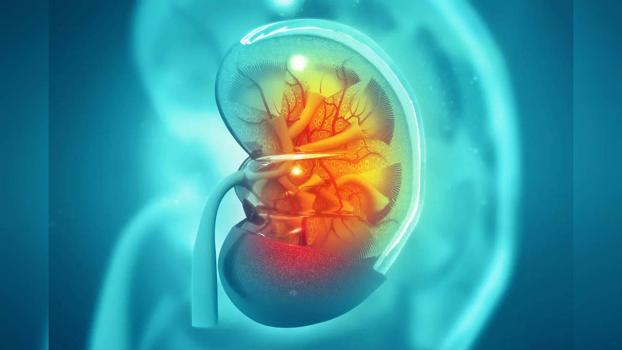 in-a-groundbreaking-discovery-scientists-identify-new-liver-and-kidney