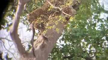 Leopard Caught Chasing Monkey In Panna Tiger Reserve Clip Goes Viral