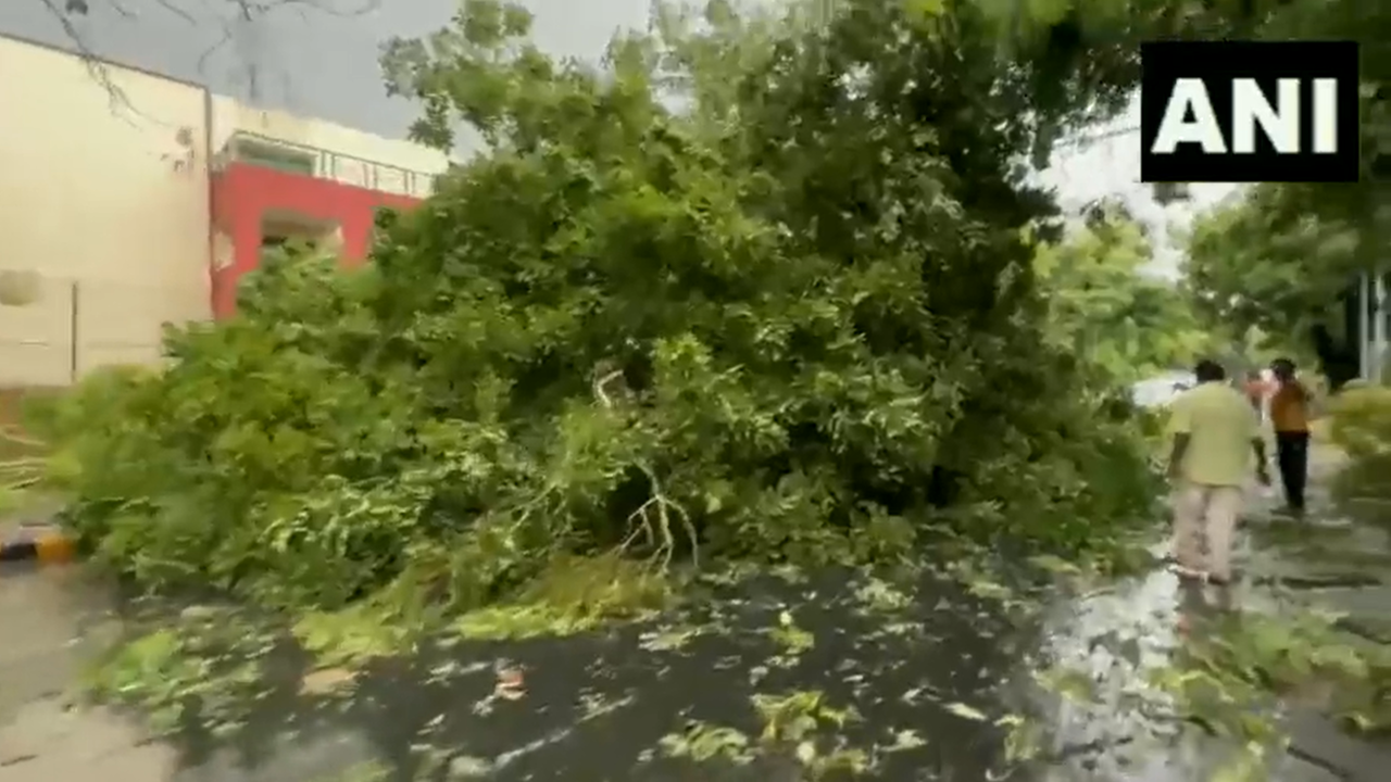 Trees uprooted as heavy rain lashes Delhi