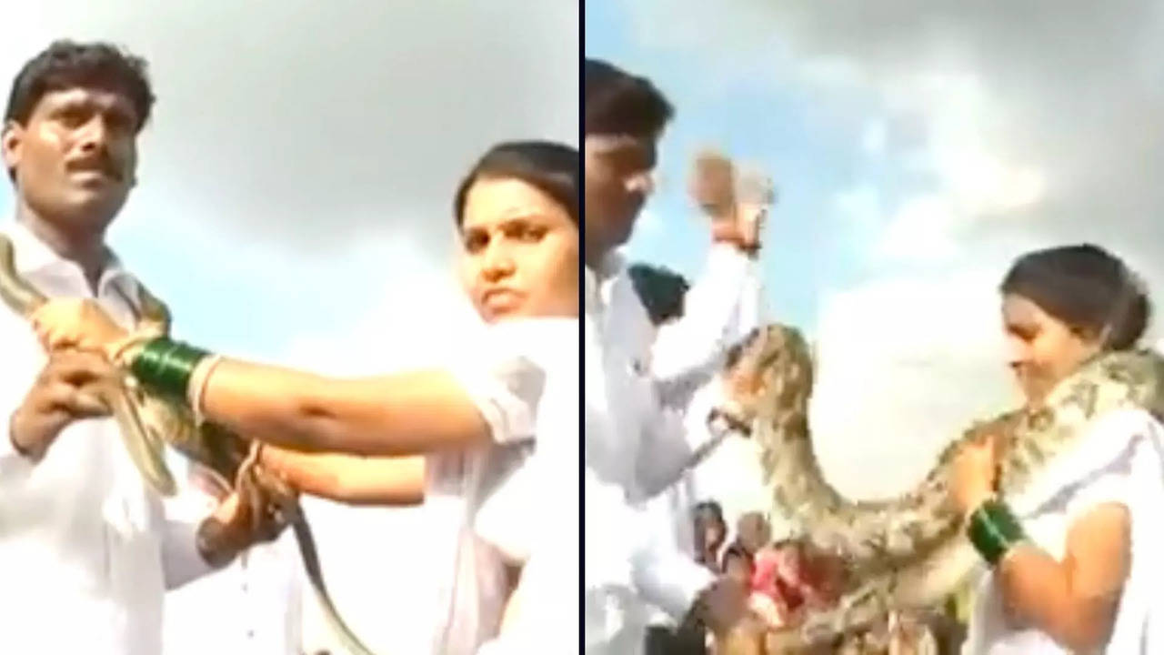 Couple exchanges snake garlands in bizarre wedding ceremony