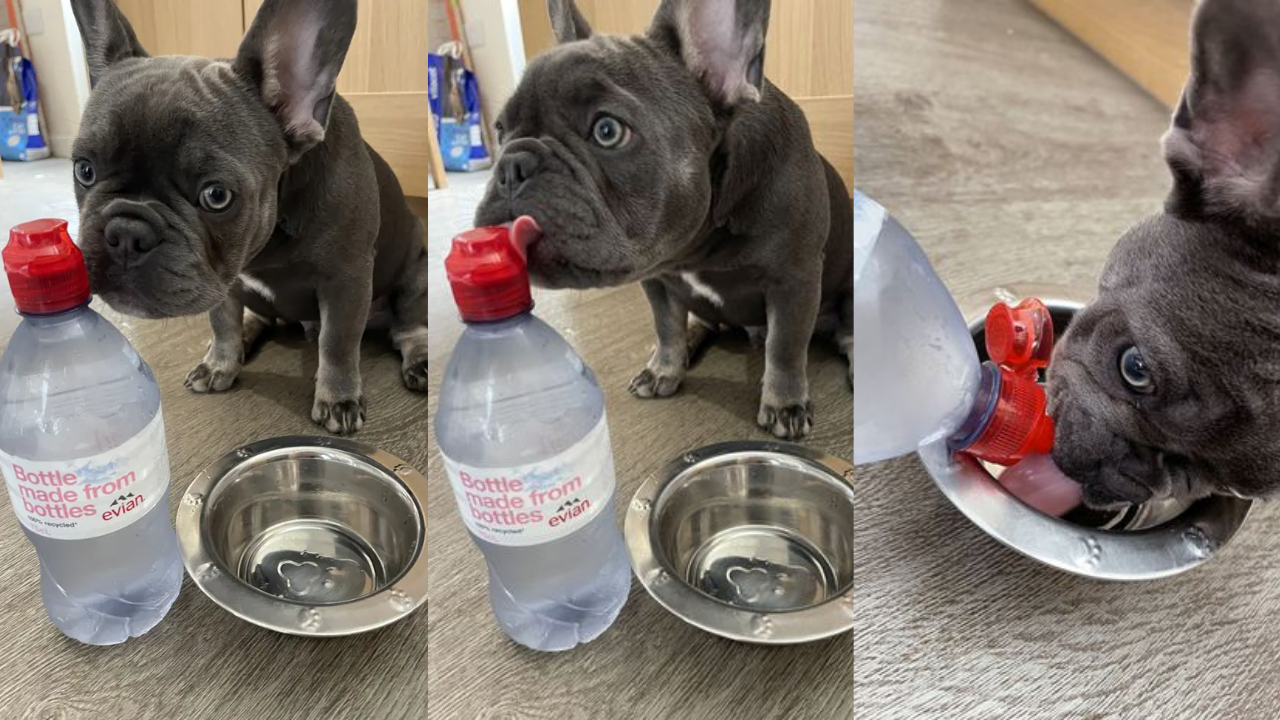 'Spoilt' dog refuses to drink tap water