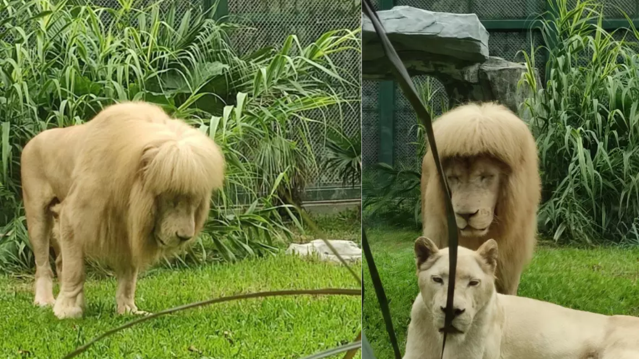 Lion's unique fringe hairstyle goes viral, China zoo officials deny
