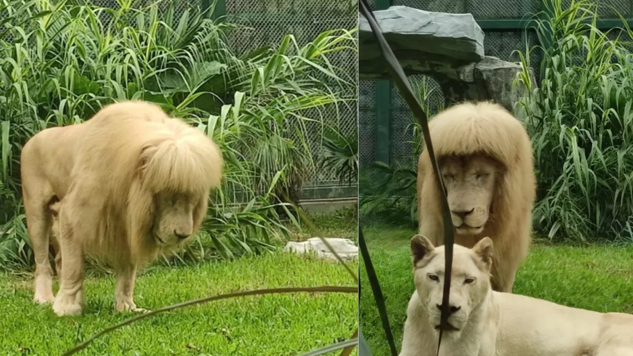 Lion's unique fringe hairstyle goes viral