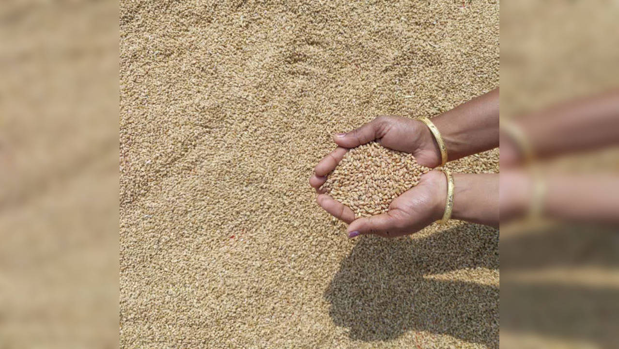 istockphoto-wheat