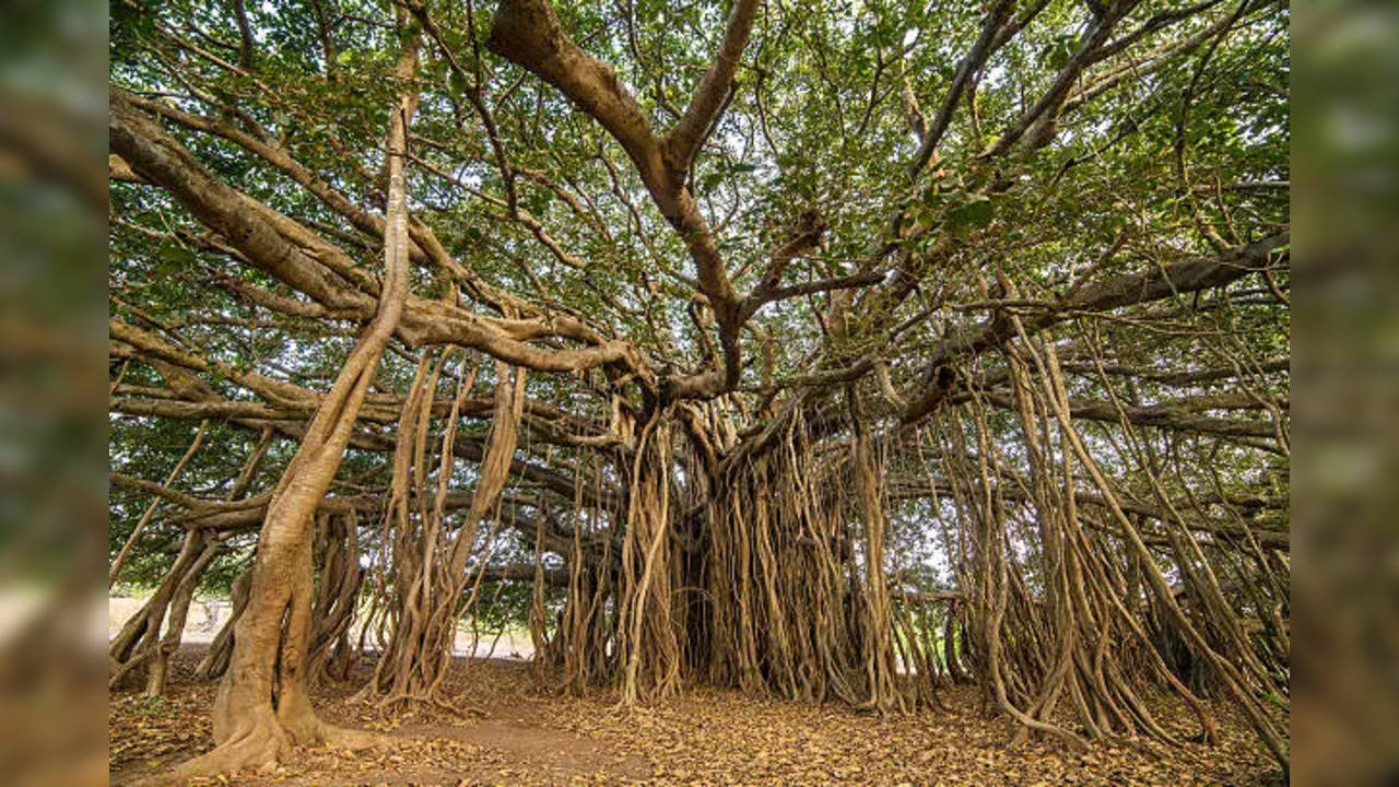 istockphoto-banyan tree