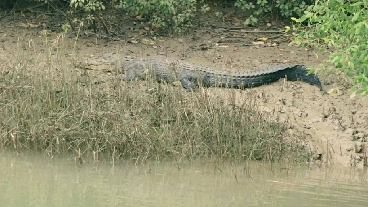 crocodile attack