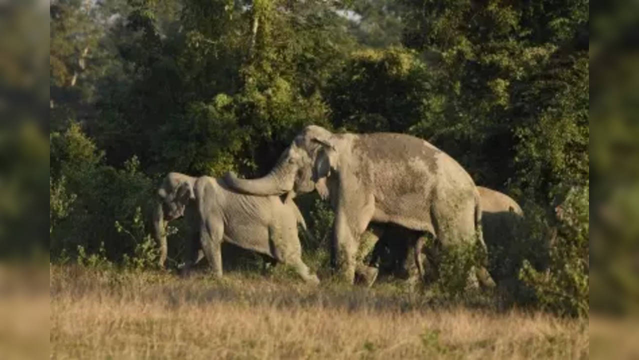 elephants ians