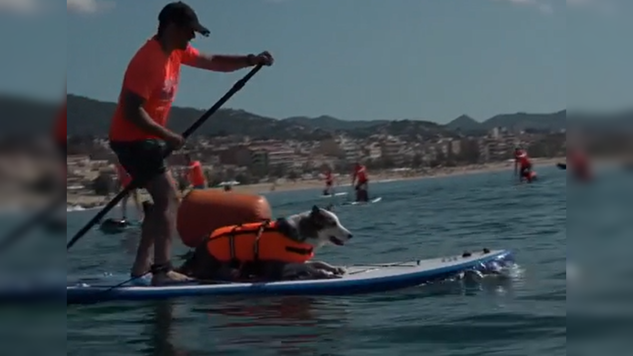 Dogs ride paddleboards with owners