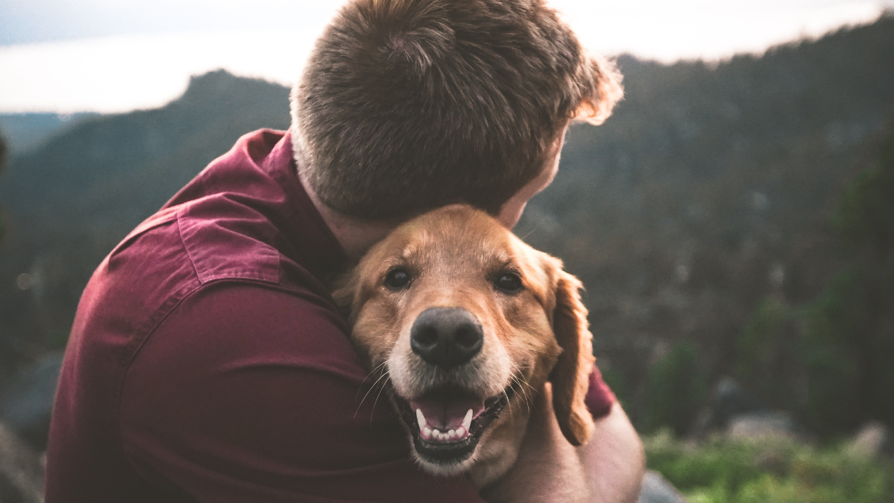 What do dogs think about their owners?