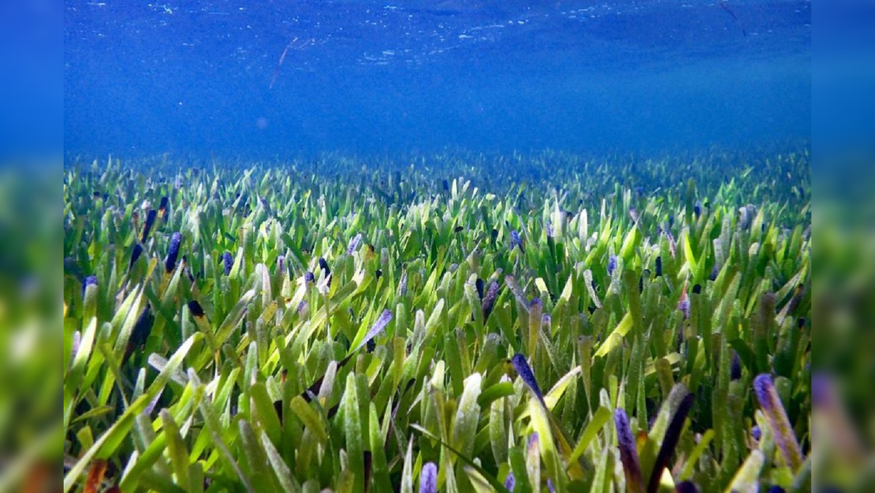 World's largest plant discovered off Australian coast