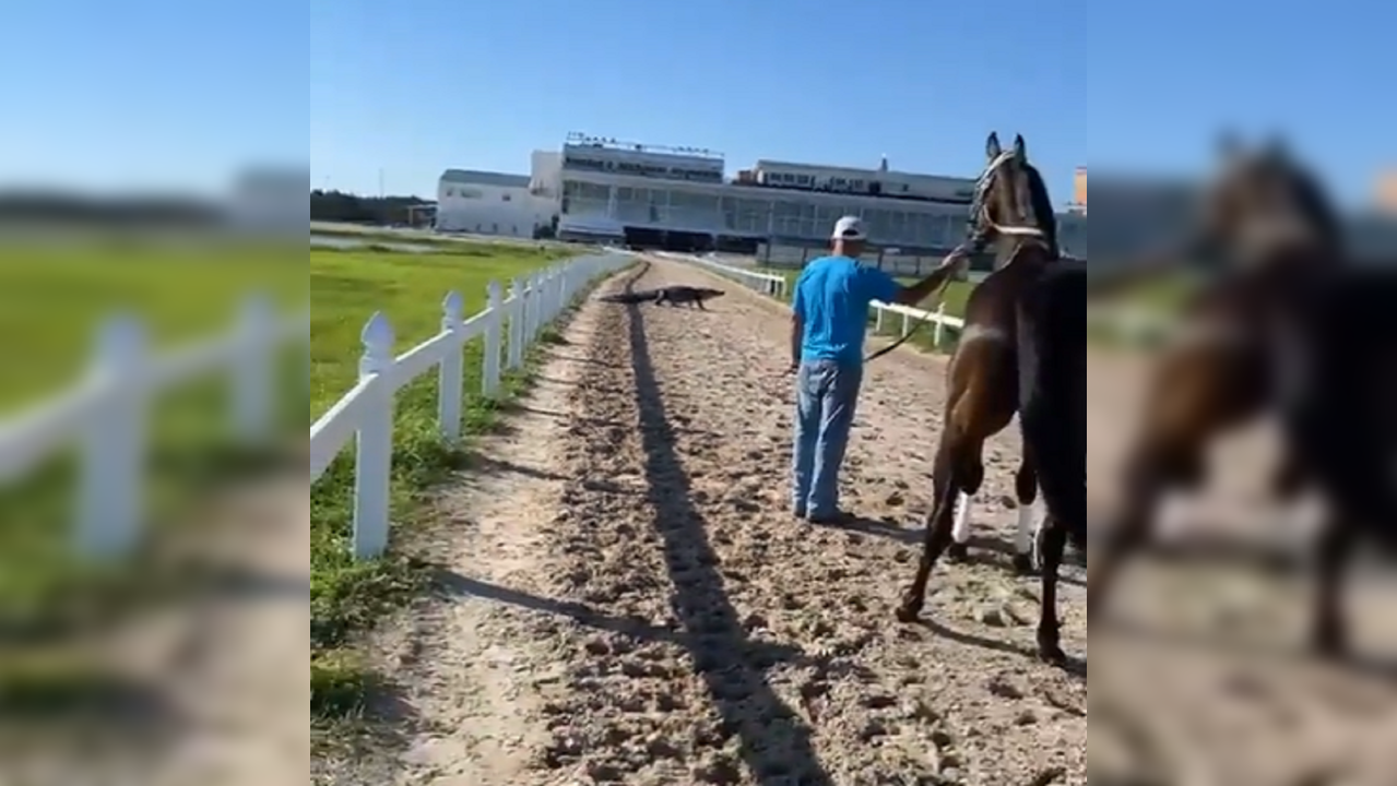 Horse left petrified by alligator on race track