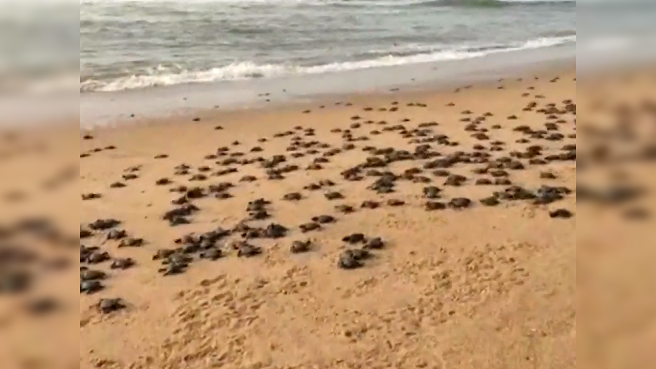 Newly hatched Olive Ridley turtles in Odisha