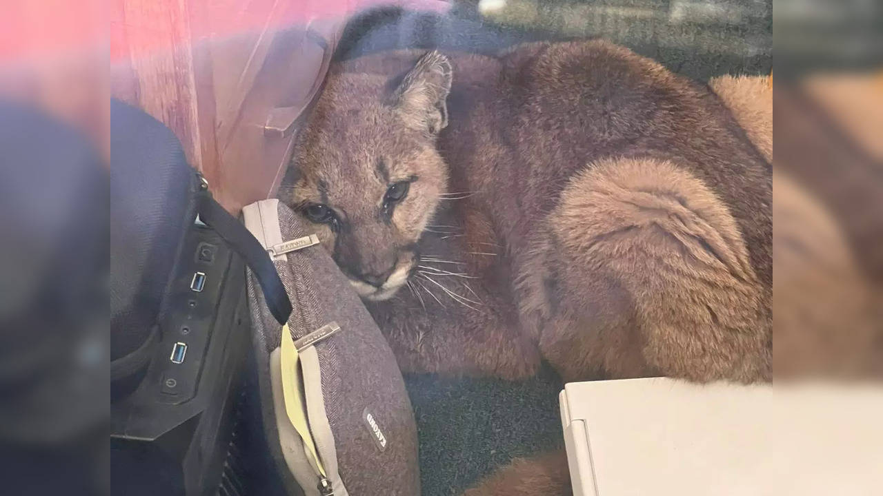 Moutain lion wanders into California high school | Picture courtesy: Twitter/@MagallonNews