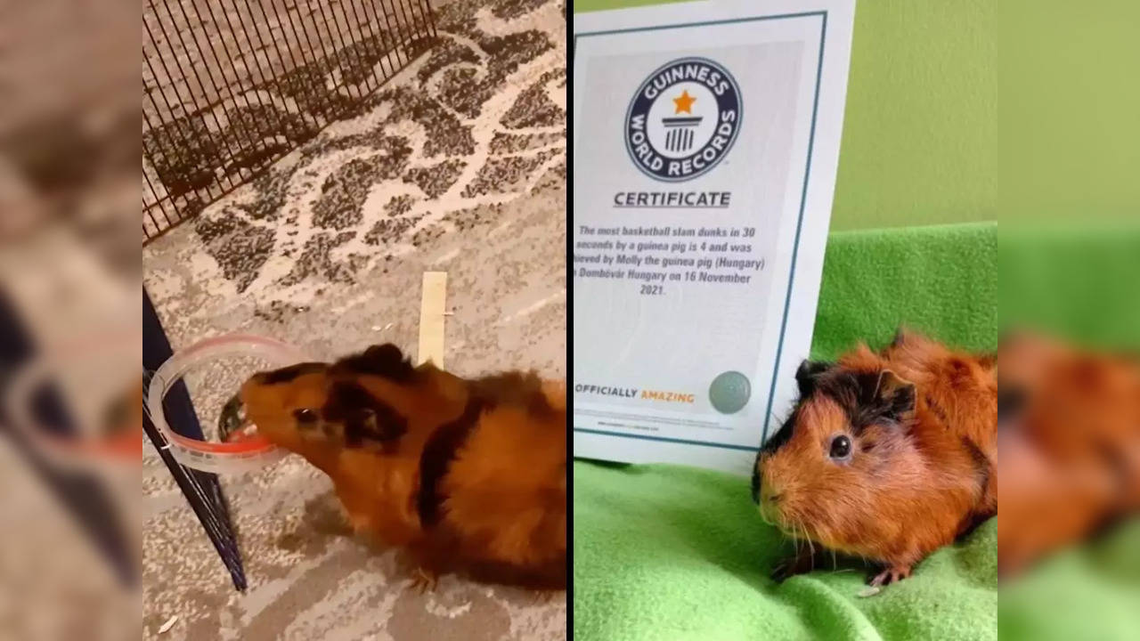 Guinea pig breaks Guinness World Record for most slam dunks in 30 seconds | Photo credit: guinnessworldrecords.com