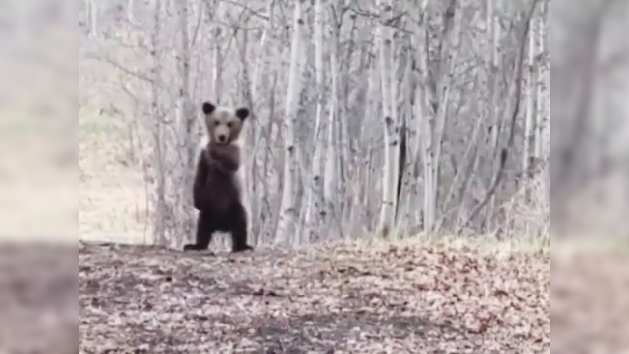 Viral video of baby bear dancing in forest wins the internet | Viral News,  Times Now