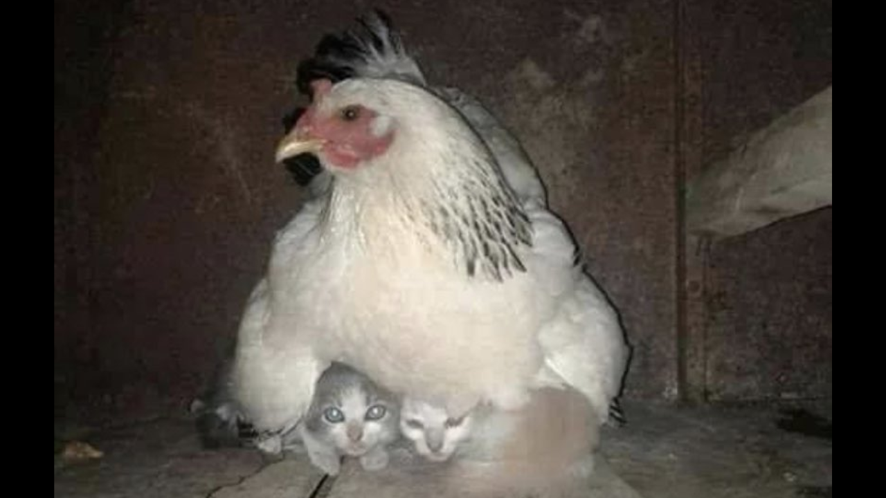 Hen protects kittens during storm