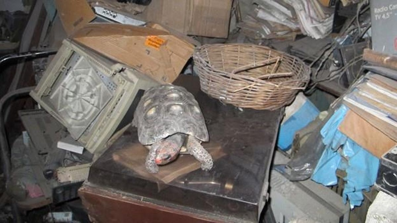 La tortuga desaparecida de la familia fue descubierta en el ático después de 30 años.