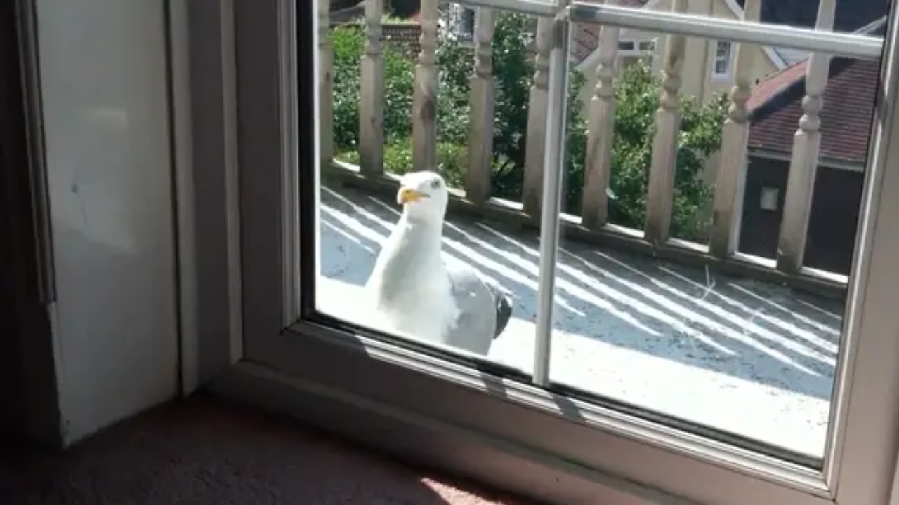 Viral video: Seagull terrorises family for 5 years by waking them up at ...