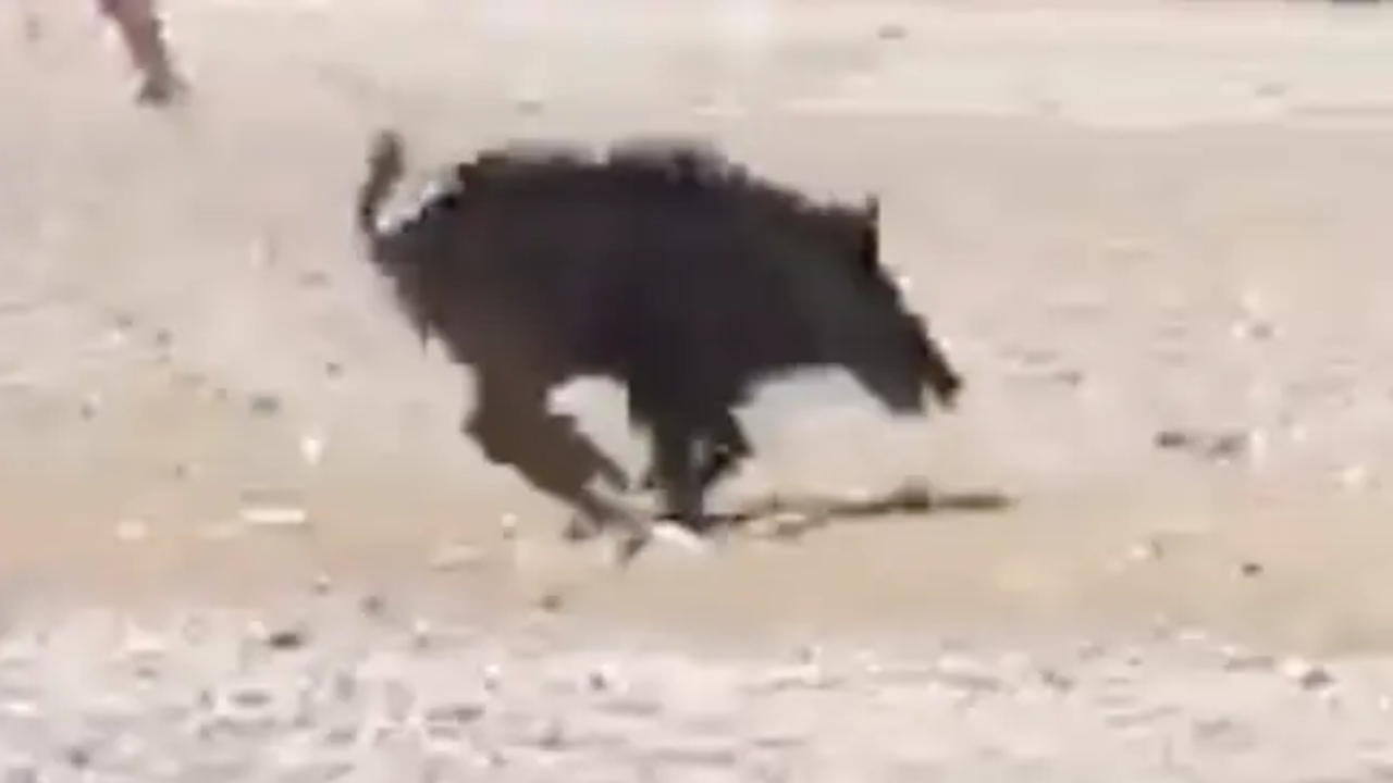 Woman attacked by wild boar while sunbathing on beach