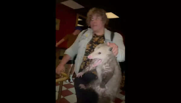 Viral video: Fearless Alaska woman grabs wild opossum with bare hands ...