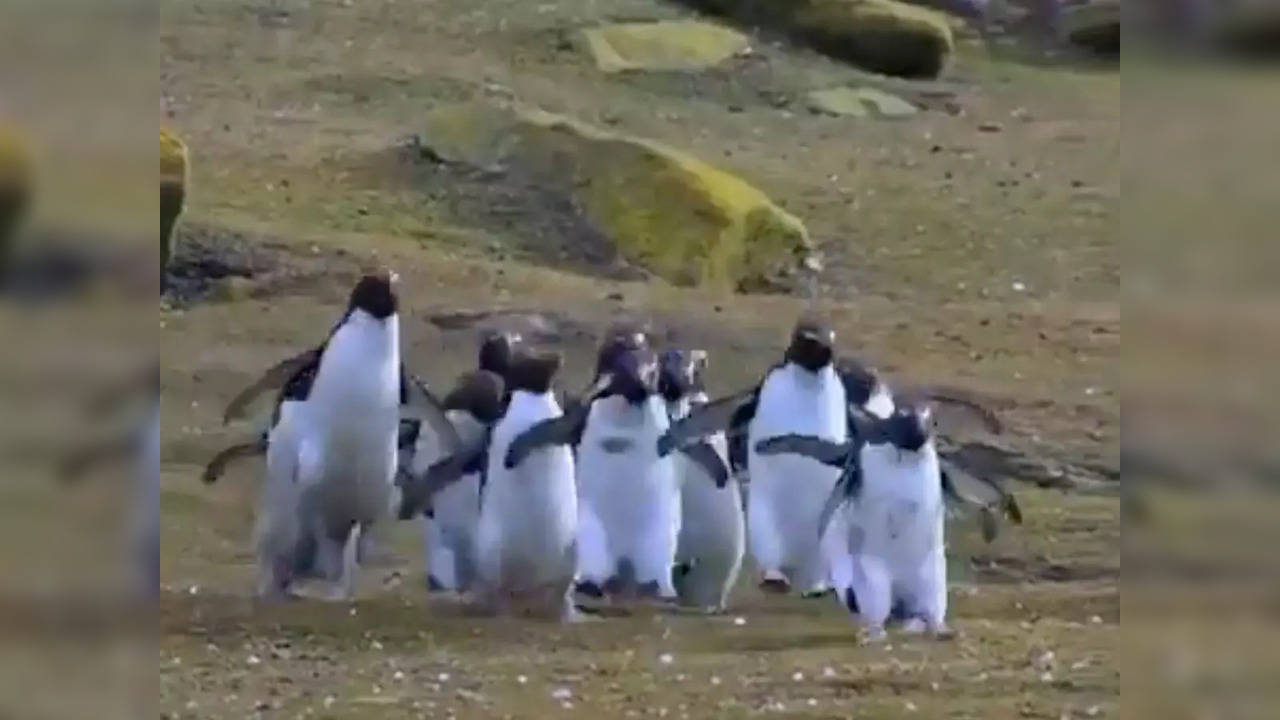 Adélie penguins appear to chase a butterfly