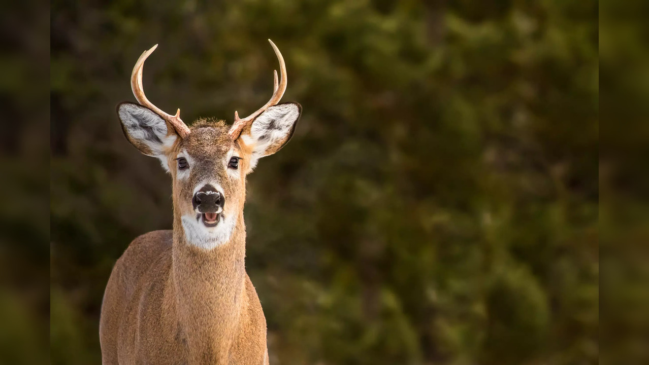 iStock deer