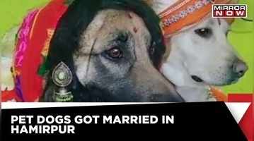Two Mahants in UP Hamirpur groomed their pet dogs with great splendor