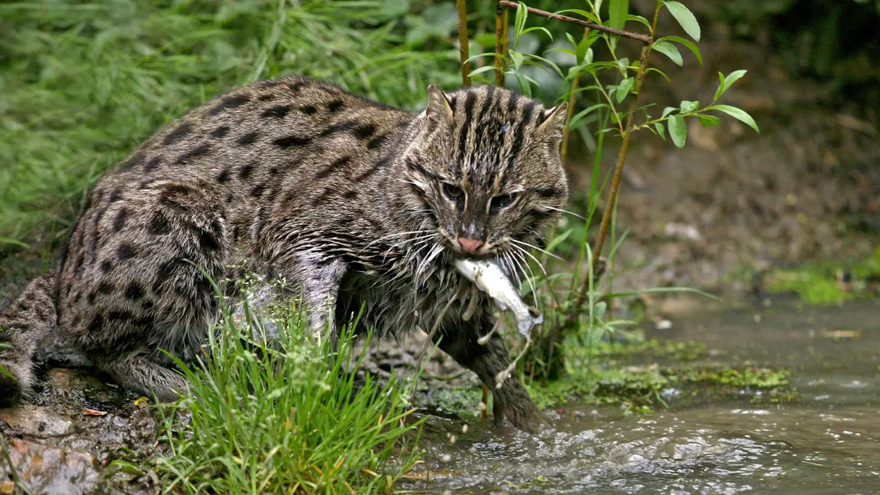 Fishing cat