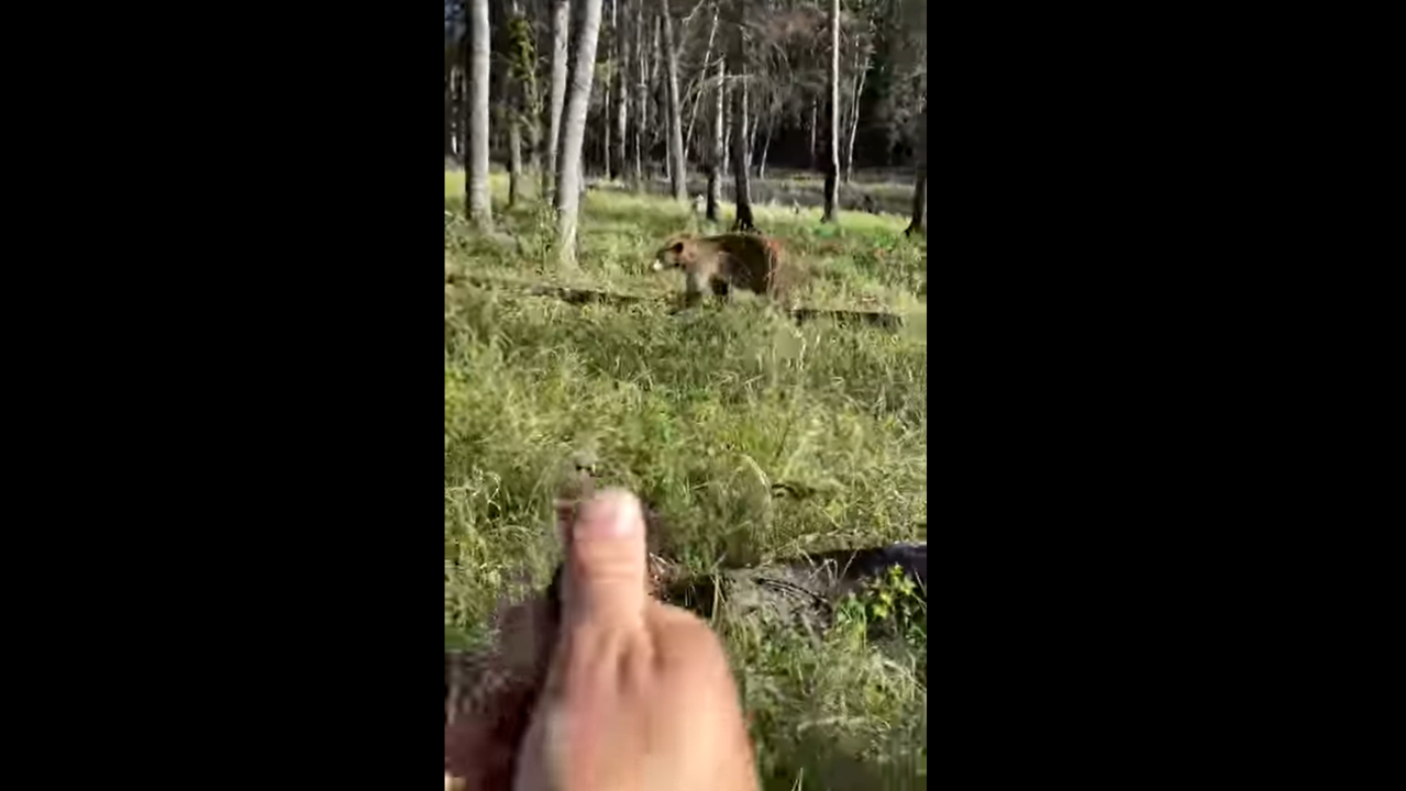 Man wards off black bear in forest by using bear spray