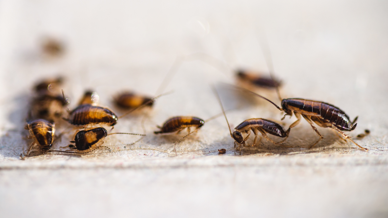 Hundreds of cockroaches released in Albany City Court