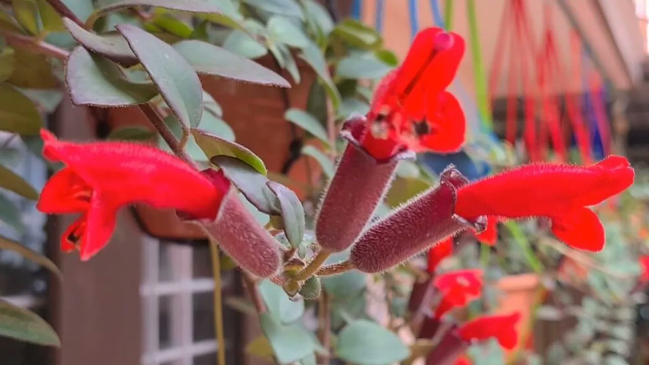 Lipstick plant found in Arunachal Pradesh