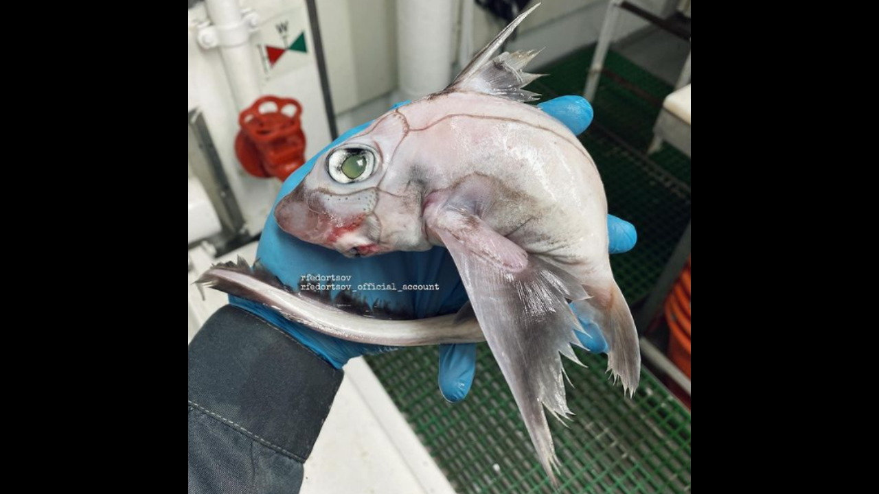 'Frankenstein fish': Fisherman catches strange-looking deep-sea fish ...