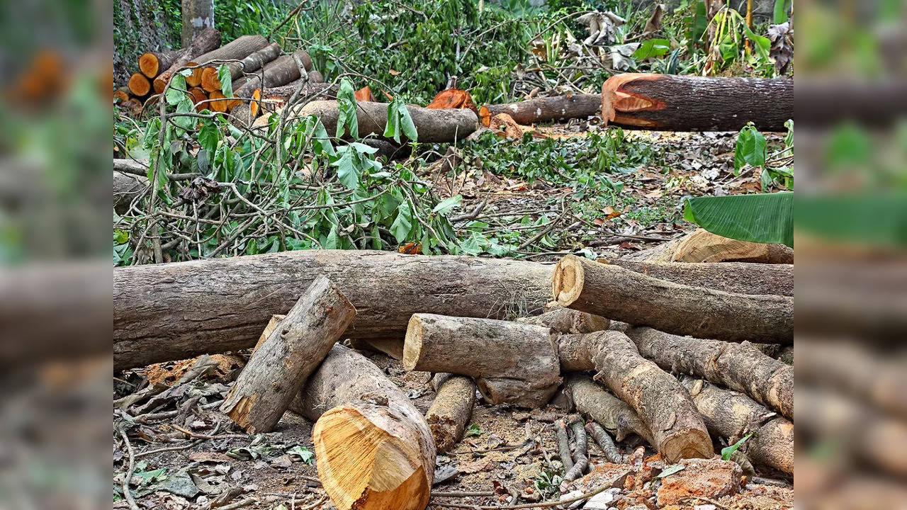 In total, 9, 154 trees were felled in different parts of Bengaluru.