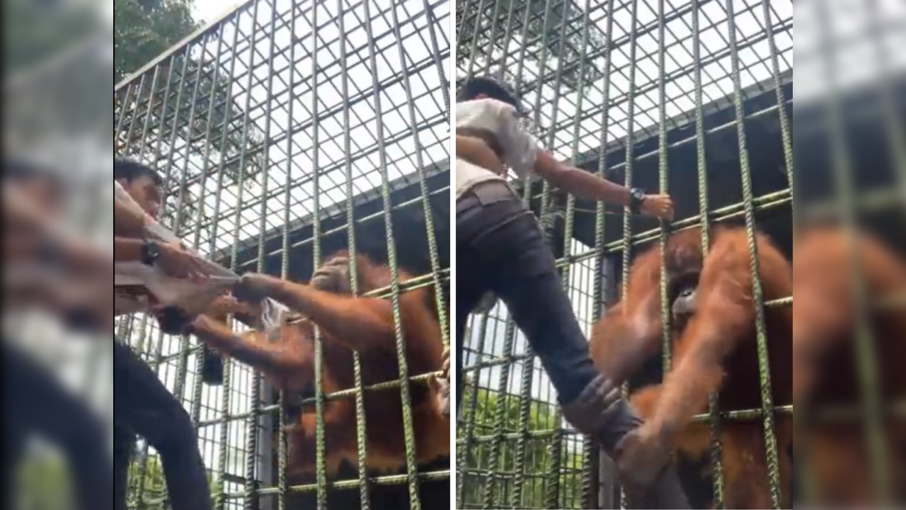 Orangutan manhandles zoo visitor